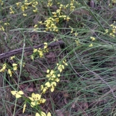 Diuris sulphurea at Greenleigh, NSW - 6 Nov 2021