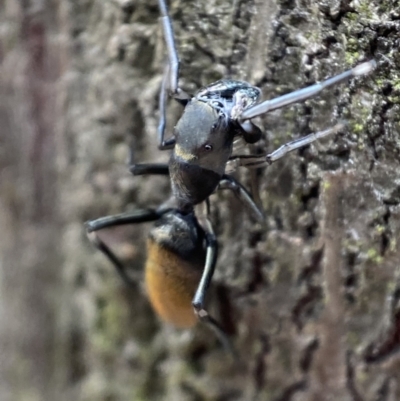 Myrmarachne luctuosa (Polyrachis Ant Mimic Spider) at Jerrabomberra, NSW - 5 Nov 2021 by Steve_Bok
