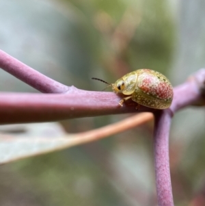 Paropsisterna fastidiosa at Jerrabomberra, NSW - 6 Nov 2021