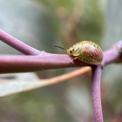 Paropsisterna fastidiosa (Eucalyptus leaf beetle) at Mount Jerrabomberra - 6 Nov 2021 by Steve_Bok