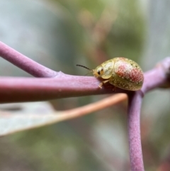 Paropsisterna fastidiosa (Eucalyptus leaf beetle) at Jerrabomberra, NSW - 6 Nov 2021 by Steve_Bok