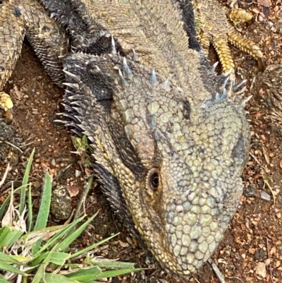 Pogona barbata (Eastern Bearded Dragon) at Red Hill Nature Reserve - 6 Nov 2021 by KL