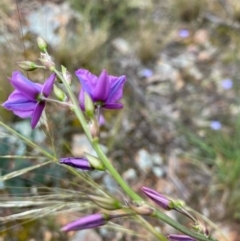 Arthropodium fimbriatum (Nodding Chocolate Lily) at Hughes Grassy Woodland - 6 Nov 2021 by KL