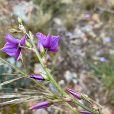 Arthropodium fimbriatum (Nodding Chocolate Lily) at Hughes, ACT - 6 Nov 2021 by KL