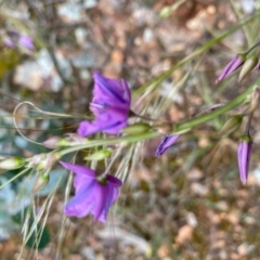 Arthropodium fimbriatum at Hughes, ACT - 6 Nov 2021 01:19 PM