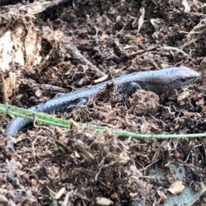 Lampropholis guichenoti at Aranda, ACT - 6 Nov 2021 10:51 AM