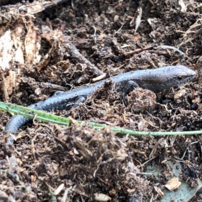 Lampropholis guichenoti (Common Garden Skink) at Aranda, ACT - 5 Nov 2021 by KMcCue