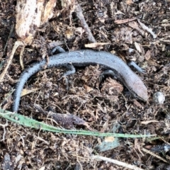 Lampropholis guichenoti at Aranda, ACT - 6 Nov 2021 10:51 AM