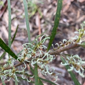 Lomatia myricoides at Hughes, ACT - 6 Nov 2021