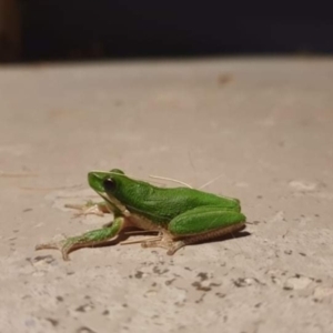 Litoria fallax at Kambah, ACT - 5 Nov 2021