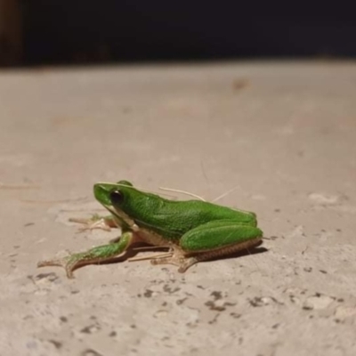 Litoria fallax (Eastern Dwarf Tree Frog) at Kambah, ACT - 5 Nov 2021 by George