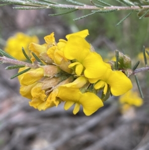 Dillwynia sericea at Jerrabomberra, NSW - 6 Nov 2021