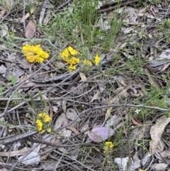 Dillwynia sericea at Jerrabomberra, NSW - 6 Nov 2021