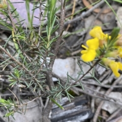 Dillwynia sericea at Jerrabomberra, NSW - 6 Nov 2021