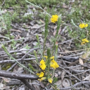 Dillwynia sericea at Jerrabomberra, NSW - 6 Nov 2021