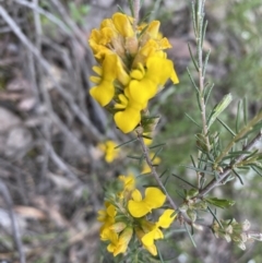 Dillwynia sericea at Jerrabomberra, NSW - 6 Nov 2021 11:41 AM