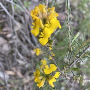 Dillwynia sericea at Jerrabomberra, NSW - 6 Nov 2021