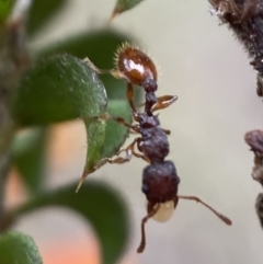 Podomyrma sp. (genus) (Muscleman Tree Ant) at Karabar, NSW - 6 Nov 2021 by Steve_Bok