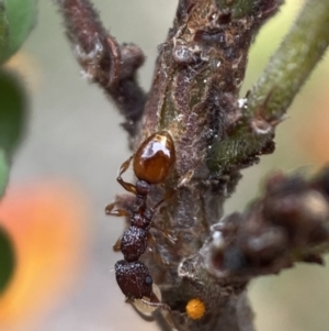 Podomyrma sp. (genus) at Karabar, NSW - 6 Nov 2021