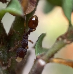 Podomyrma sp. (genus) at Karabar, NSW - 6 Nov 2021