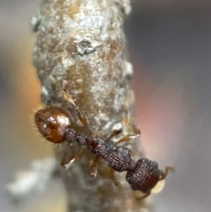 Podomyrma sp. (genus) at Karabar, NSW - 6 Nov 2021