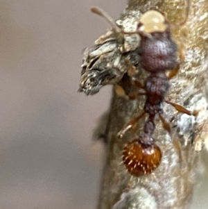 Podomyrma sp. (genus) at Karabar, NSW - 6 Nov 2021