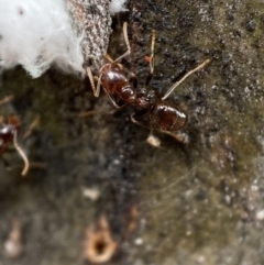 Papyrius sp (undescribed) (Hairy Coconut Ant) at Mount Jerrabomberra - 6 Nov 2021 by Steve_Bok