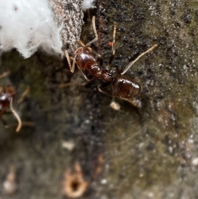 Papyrius sp (undescribed) (Hairy Coconut Ant) at Jerrabomberra, NSW - 6 Nov 2021 by Steve_Bok