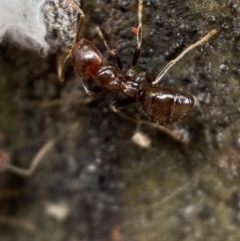 Papyrius sp (undescribed) at Jerrabomberra, NSW - 6 Nov 2021 11:58 AM