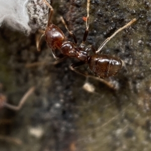 Papyrius sp (undescribed) at Jerrabomberra, NSW - 6 Nov 2021 11:58 AM