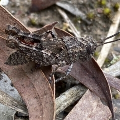 Coryphistes ruricola (Bark-mimicking Grasshopper) at Jerrabomberra, NSW - 6 Nov 2021 by SteveBorkowskis