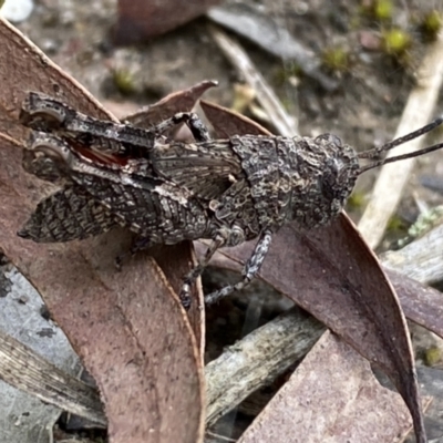 Coryphistes ruricola (Bark-mimicking Grasshopper) at QPRC LGA - 6 Nov 2021 by Steve_Bok