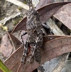 Coryphistes ruricola at Jerrabomberra, NSW - 6 Nov 2021