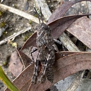 Coryphistes ruricola at Jerrabomberra, NSW - 6 Nov 2021