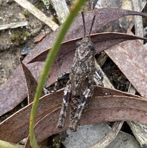 Coryphistes ruricola at Jerrabomberra, NSW - 6 Nov 2021