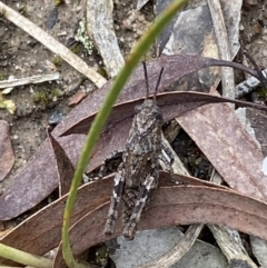 Coryphistes ruricola at Jerrabomberra, NSW - 6 Nov 2021 11:45 AM