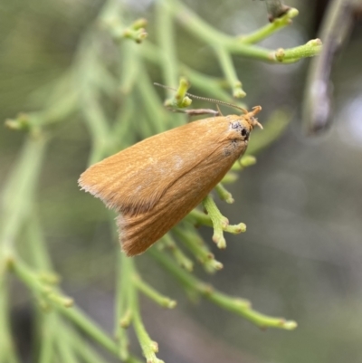 Eulechria electrodes (Yellow Eulechria Moth) at Karabar, NSW - 6 Nov 2021 by SteveBorkowskis