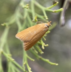 Eulechria electrodes (Yellow Eulechria Moth) at Karabar, NSW - 5 Nov 2021 by Steve_Bok