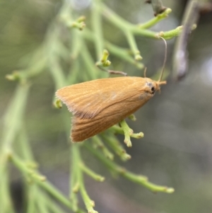 Eulechria electrodes at Karabar, NSW - 6 Nov 2021 10:37 AM