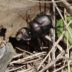 Onthophagus australis at Mount Fairy, NSW - 1 Nov 2021