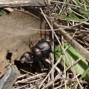 Onthophagus australis at Mount Fairy, NSW - 1 Nov 2021