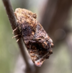 Peritropha oligodrachma (A twig moth) at Karabar, NSW - 6 Nov 2021 by SteveBorkowskis