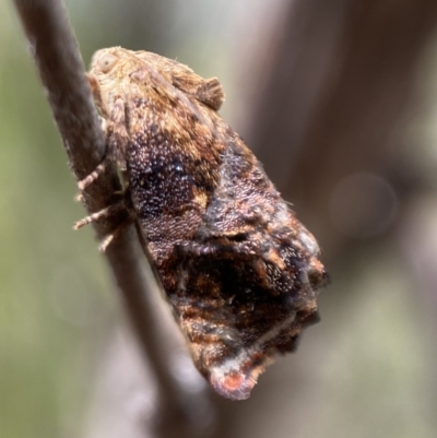 Peritropha oligodrachma (A twig moth) at Karabar, NSW - 6 Nov 2021 by SteveBorkowskis