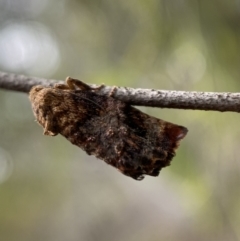 Peritropha oligodrachma at Karabar, NSW - 6 Nov 2021 10:06 AM