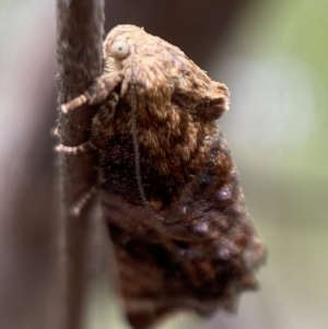 Peritropha oligodrachma at Karabar, NSW - 6 Nov 2021 10:06 AM