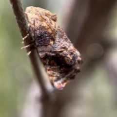 Peritropha oligodrachma at Karabar, NSW - 6 Nov 2021 10:06 AM