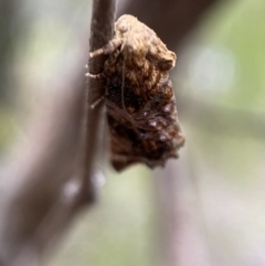 Peritropha oligodrachma at Karabar, NSW - 6 Nov 2021