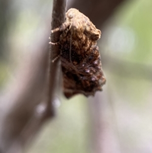 Peritropha oligodrachma at Karabar, NSW - 6 Nov 2021