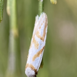 Oxythecta acceptella at Karabar, NSW - 6 Nov 2021 10:00 AM