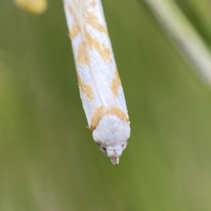 Oxythecta acceptella at Karabar, NSW - 6 Nov 2021 10:00 AM